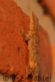 I06916
