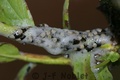 Crw_4881