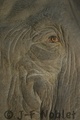 Crw_0589