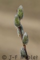 Crw_6085