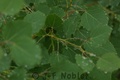 I00430