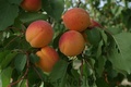 Crw_6430