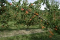Crw_6432