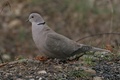 Img_3081