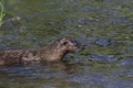 Img_3984