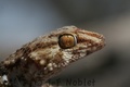 Img_9920