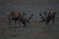 Img_8914