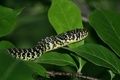 Crw_4129