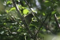 Img_5445