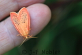 Miltochrista_miniata_3_