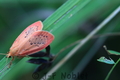 Miltochrista_miniata_4_