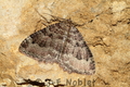 Hydria_cervinalis