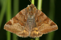 Euclidia_glyphica
