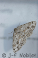 Ectropis_crepuscularia