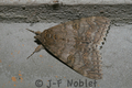 Catocala_nupta_1_