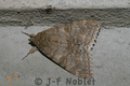 Catocala_nupta_3_
