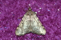 Aglossa_pinguinalis_2_