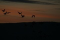 Img_0969