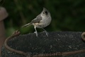 Crw_0491