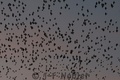 Img_1912